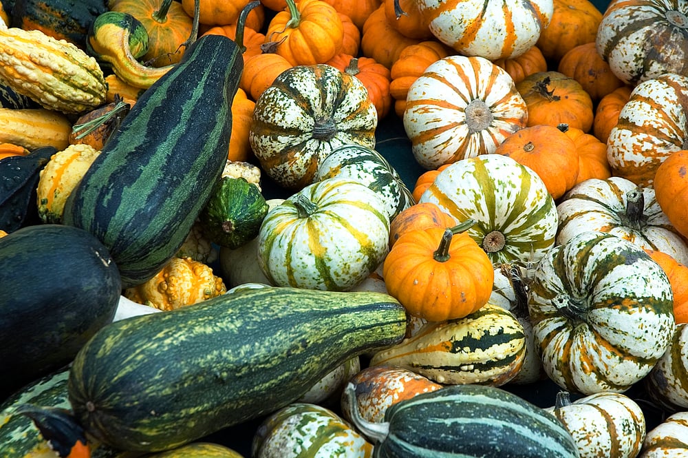 Assortment of gourds-1